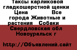 Таксы карликовой гладкошерстной щенки › Цена ­ 20 000 - Все города Животные и растения » Собаки   . Свердловская обл.,Новоуральск г.